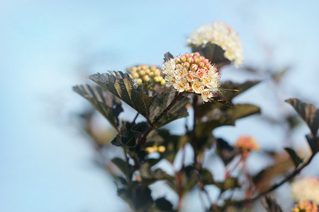 开花灌木紫叶东九巴的花紫叶东九巴的花瓣雌蕊图片