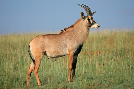 站立在草原的一只罕见马羚羊Hippotragusequinus南非马羚野生动物洲喇叭图片