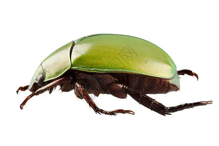 鞘翅目漏洞白种环境中孤立的阿诺玛拉二甲底亚塔绿色虫物种阿诺马拉二米底迪亚塔金龟子背景图片