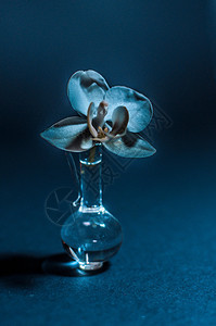 在一个小玻璃瓶里贴上兰花新鲜的盛开健康图片