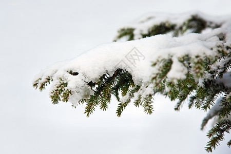 常绿色蓝背景下雪白中的斯普鲁树枝装饰图片