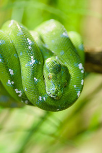 绿化蟒蛇冷血动物绿树皮松莫雷利亚维里迪斯近身有选择的焦点图片