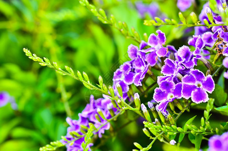 绿色花的Duranta勃开花紫色的图片