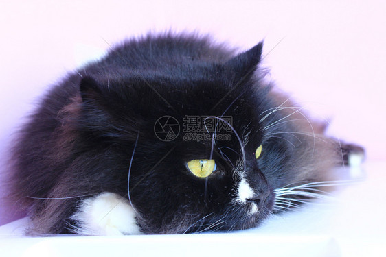 躺在白色背景上的黑色长毛猫图片