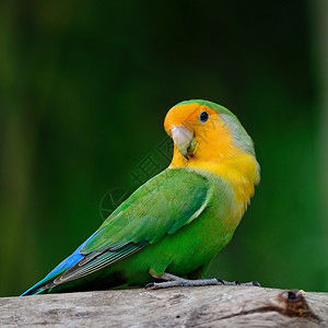 爱情鸟美丽的儿Lovebird站在原木上乳房概况有趣的红色图片