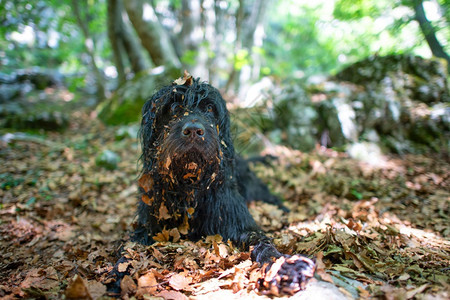 牧场自然Bergamo牧羊犬在树林里带叶子的贝加莫图片