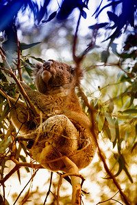 澳大利亚树上的考拉动物内陆胶图片