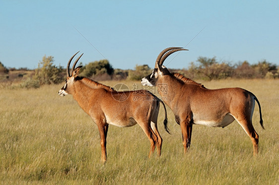 荒野南非自然栖息地一对稀有的羚羊Hippotragusequinus生态毛茸图片