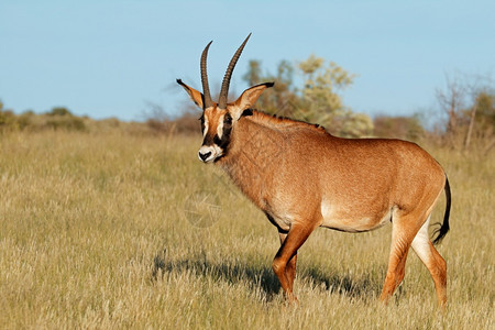 动物群河马一种南非自然栖息地中罕见的马羚羊Hippotragusequinus图片