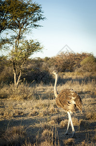 旅行不会飞的非洲博茨瓦纳大型野生动物奥斯里奇Ostrich图片