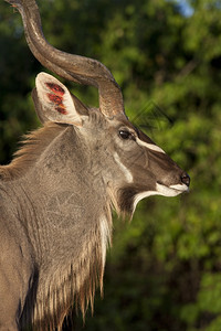 成熟动物群博茨瓦纳北部Chobe公园晚午阳光下成年男KuduTragelaphusStrepsiceros太阳图片