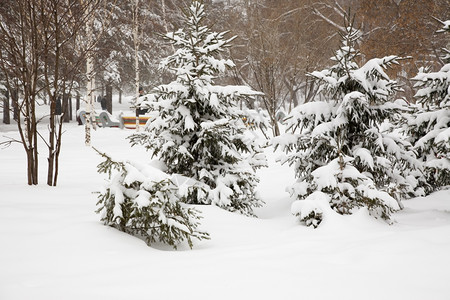 暴雪后的公园图片