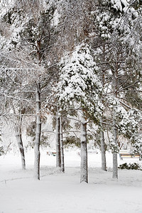 暴雪后的公园图片