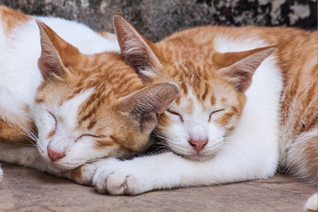 两只猫咪睡在一起图片