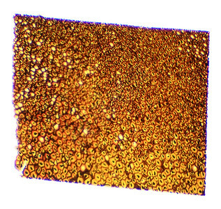 桥粒科学显微镜下的Plasmodesmata切片PlasmodesmaSec40x墙图片