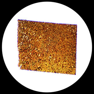 微观的显镜下Plasmodesmata切片PlasmodesmaSec40x桥粒组织图片