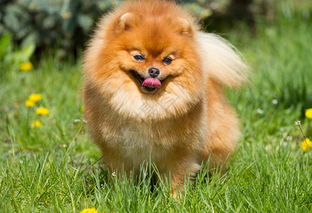 绿色草地上的波美拉尼狗毛皮纯种哺乳动物图片素材