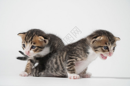 两只猫咪幼崽图片