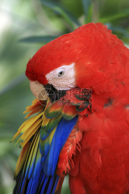 墨西哥的红蓝色大鹦鹉生活鸟蓝色的图片