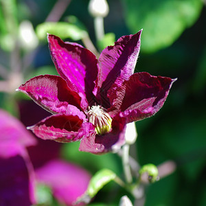 开花在园里太阳光紫色的花头绿瓣图片