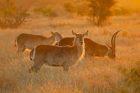 苹果浏览器户外国民南非克鲁格家公园Kruger公园Kobusellipsiprymnus图片