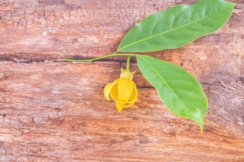 依兰绿色植物学在粗糙棕色木板上叶的Ylanngylang花朵图片