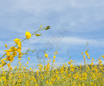 天丰富多彩的在田里紧贴克罗塔利亚花朵图片