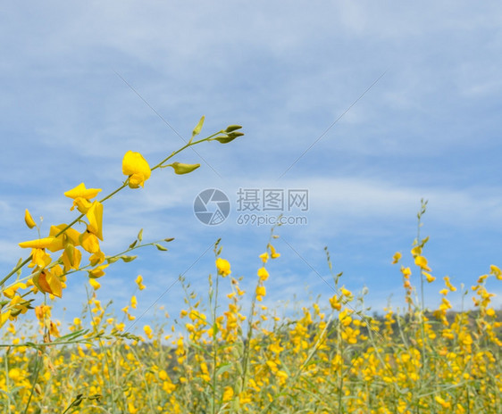 天丰富多彩的在田里紧贴克罗塔利亚花朵图片