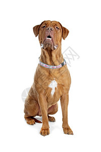 波尔多狗或法式马斯蒂夫波尔多狗或法式马斯蒂夫在白色背景面前的法式马斯特夫狗一只动物哺乳工作室图片