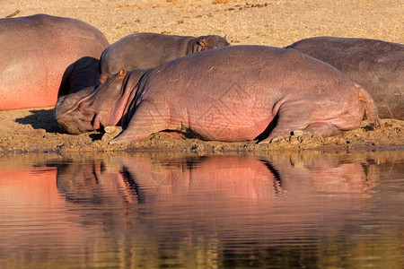南部野生动物家庭在水外休息的一对两栖动物南非校对Portnoy图片