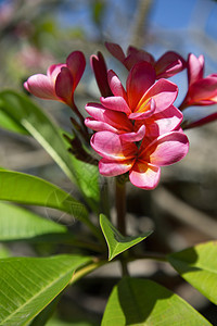 劳布拉特粉色的鲜红盛开佛罗兰比尼花朵配有圣树的绿叶子萨昆约切图片