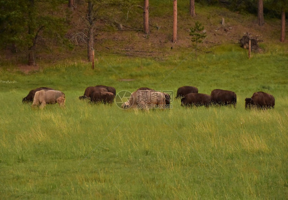 草地野牛群与一对神圣的稀有白水牛野生动物放牧图片