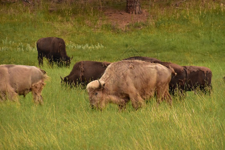 户外动物草原鲜有神圣的白水牛在野外放牧图片