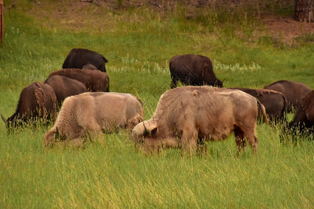 异常一对神圣的白水牛在大群中放牧景观南达科他州图片