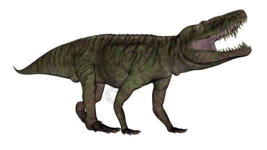 史前绿色风景Batrachotomus恐龙在白色背景中咆哮3D渲染Batrachotomus恐龙咆哮3D图片
