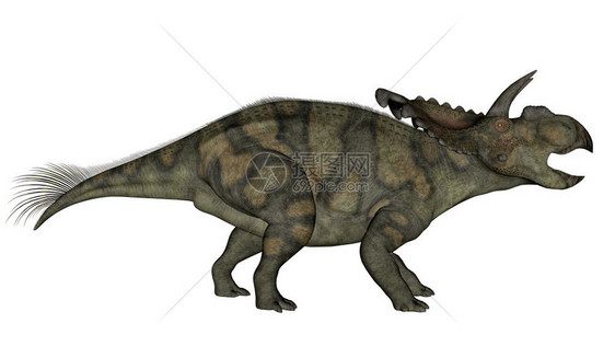 使成为迪诺白垩纪艾伯塔塞拉托斯恐龙在白色背景中行走和咆哮与白种背景隔离3D化艾伯塔塞拉托斯恐龙3D化身图片