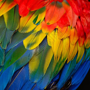 自然颜色多彩羽毛斯嘉丽麦考羽毛背景纹理禽类图片