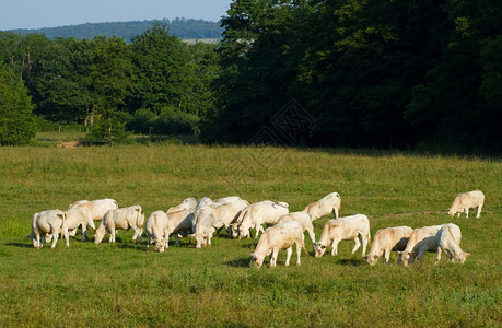 家畜勃艮第草地法国伯根迪与奶牛的景观图片