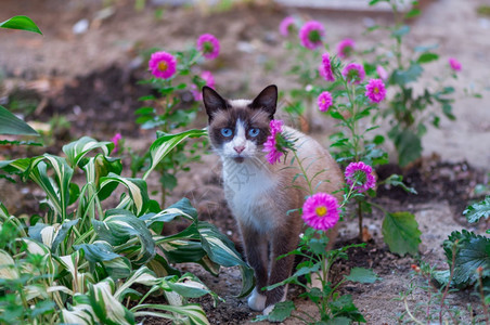 花丛里的小猫图片