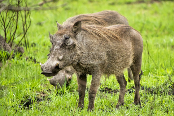 荒野绿动物群WarthogPhacochoerusafricanus克鲁格公园南非洲图片