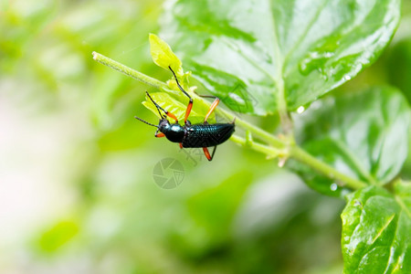 金属的甲虫木蛀Sphenopteratamariscibeckeri生物学昆虫图片