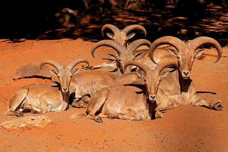 一群野蛮羊非洲北部休息的阿莫特拉古斯草原团体北方喇叭图片