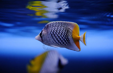 莫斯科动物园水族馆的红斗蝴蝶切托登Xanthuruus珊瑚水下蓝色的图片