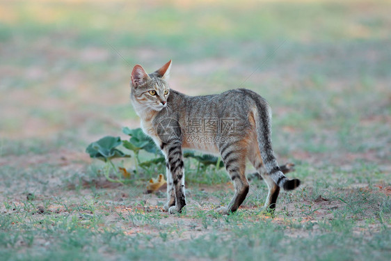 非洲野猫图片