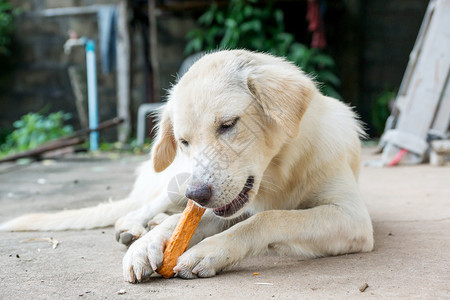 狗躺在地板上咬骨头犬类动物公园图片