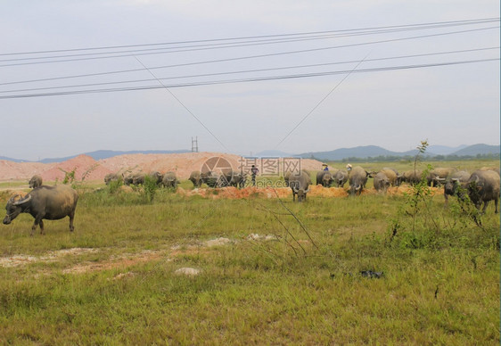 2014年8月日人放牧水牛群于2014年8月日在越南海东HaiDuong人们杨阳图片