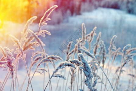 树木覆盖冻结的冬季现场雪图片