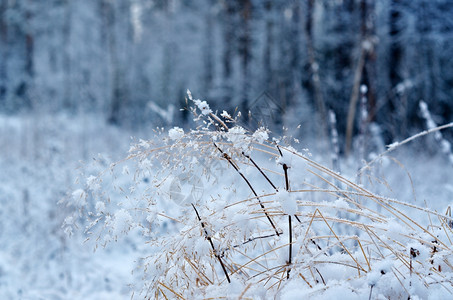 寒冷的雪冬现场冻的花林松树木头图片