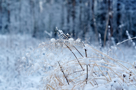 寒冷的雪冬现场冻的花林松树木头图片