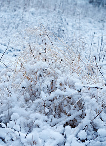 仙境寒冬现场冻的花林松树雪白色的图片